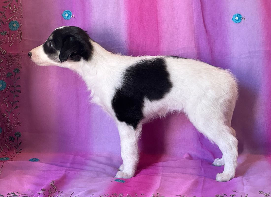 6 weeks - Melody left